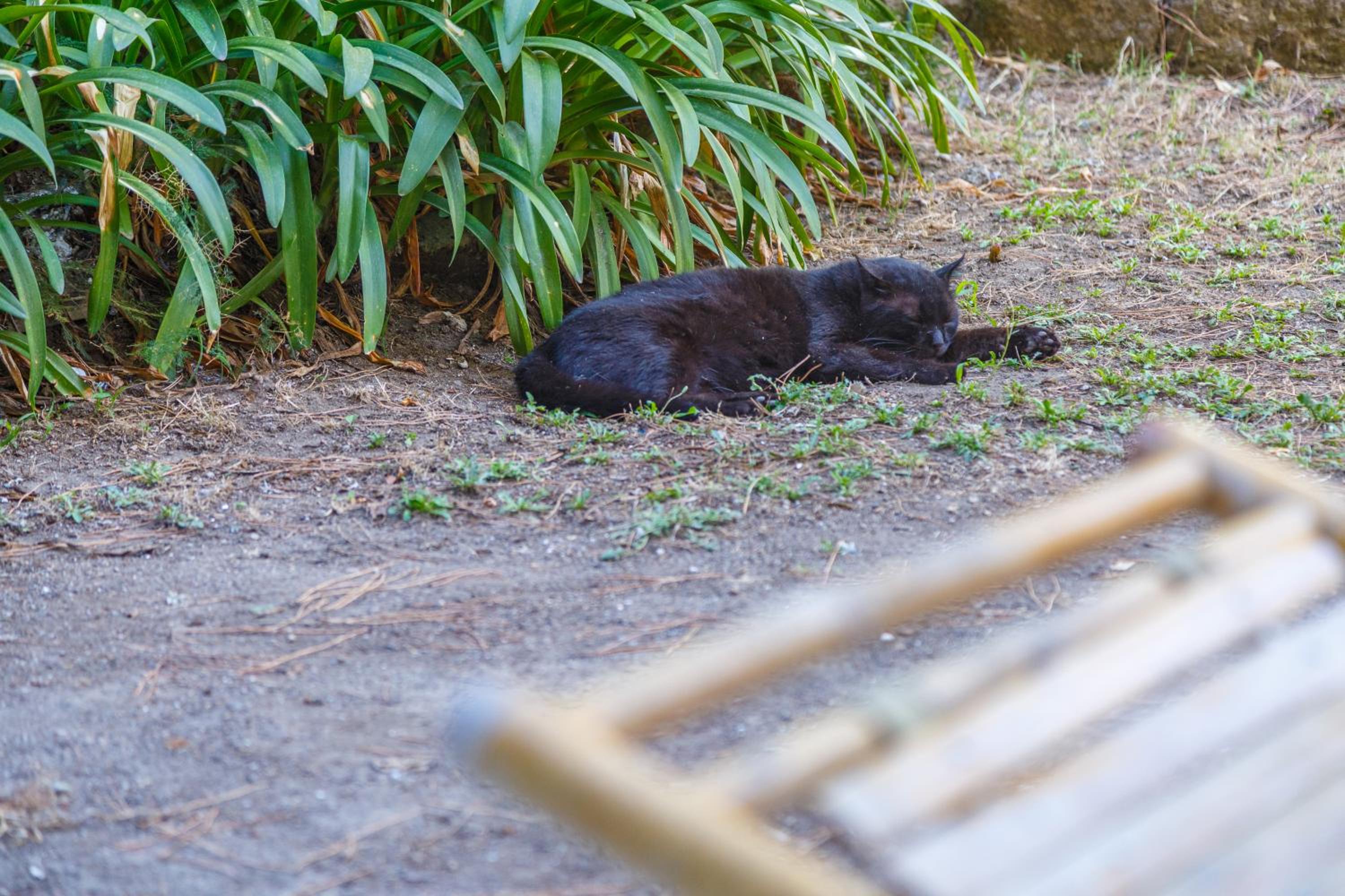 Romantic Place with Pines, Cats, Stunning View and Parking