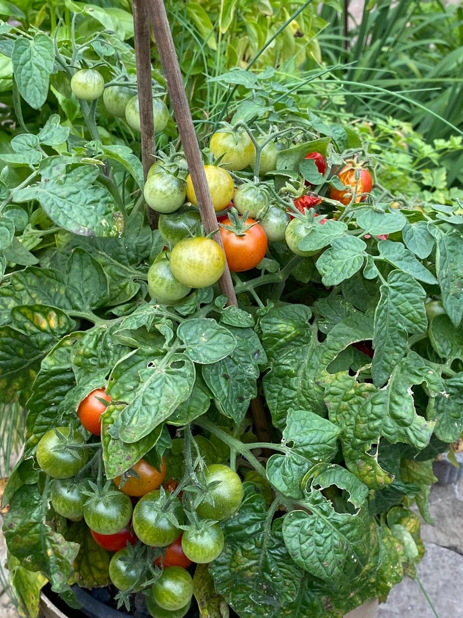 Erichshagener Ferienlaube
