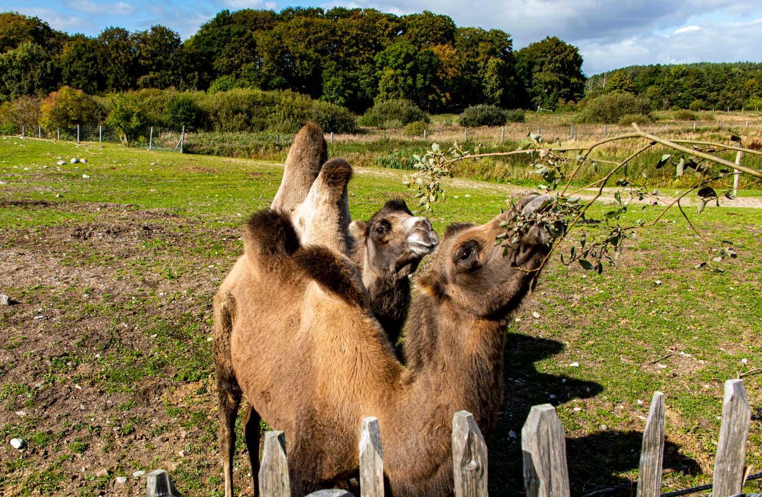 Ree Park Safari