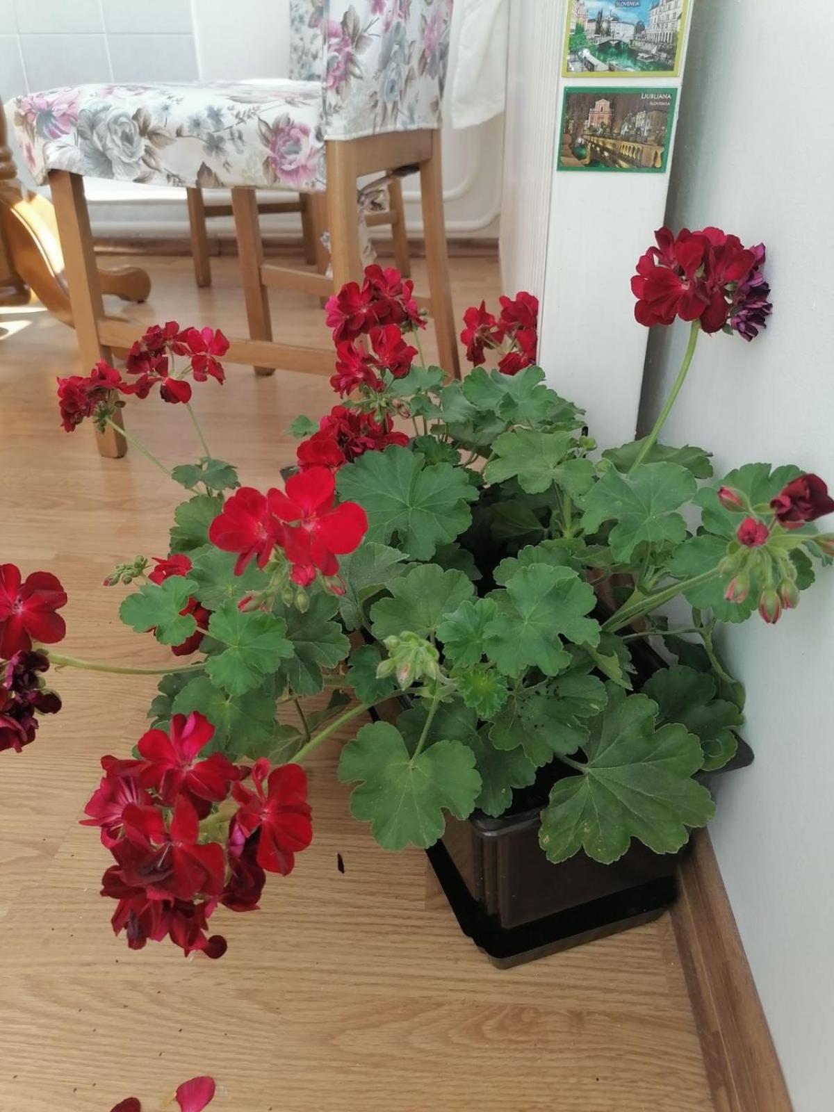 Flowers Apartment Tuzla