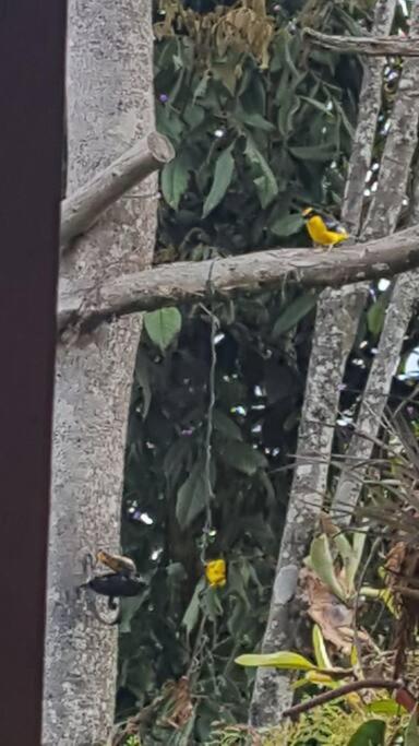 CASITA EN EL BOSQUE