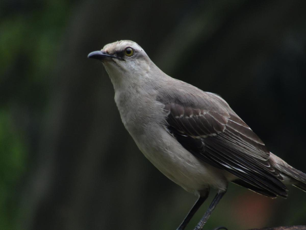 Alojamiento rural pájaros y flores