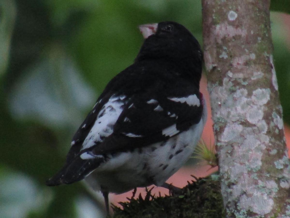 Alojamiento rural pájaros y flores