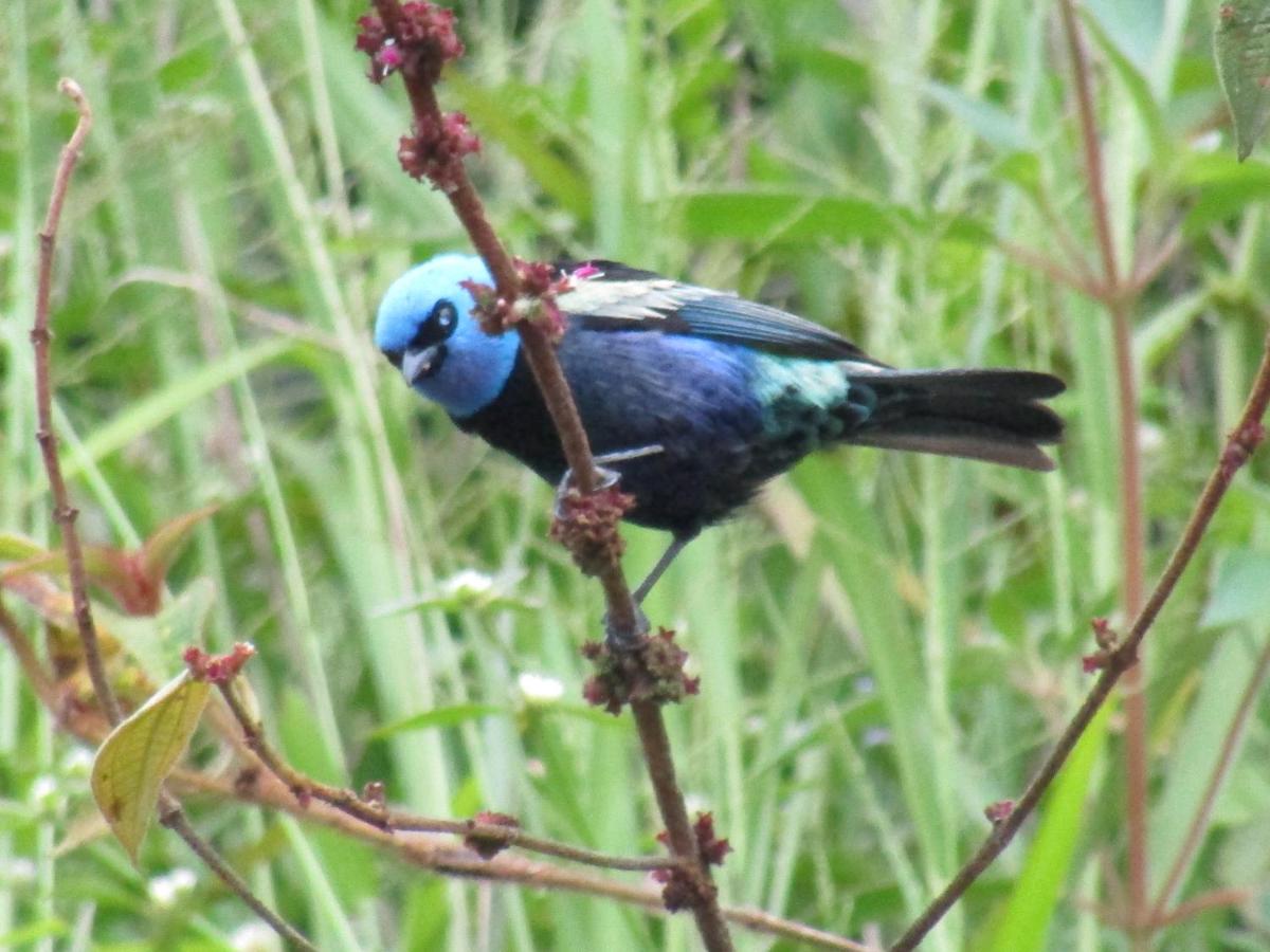 Alojamiento rural pájaros y flores