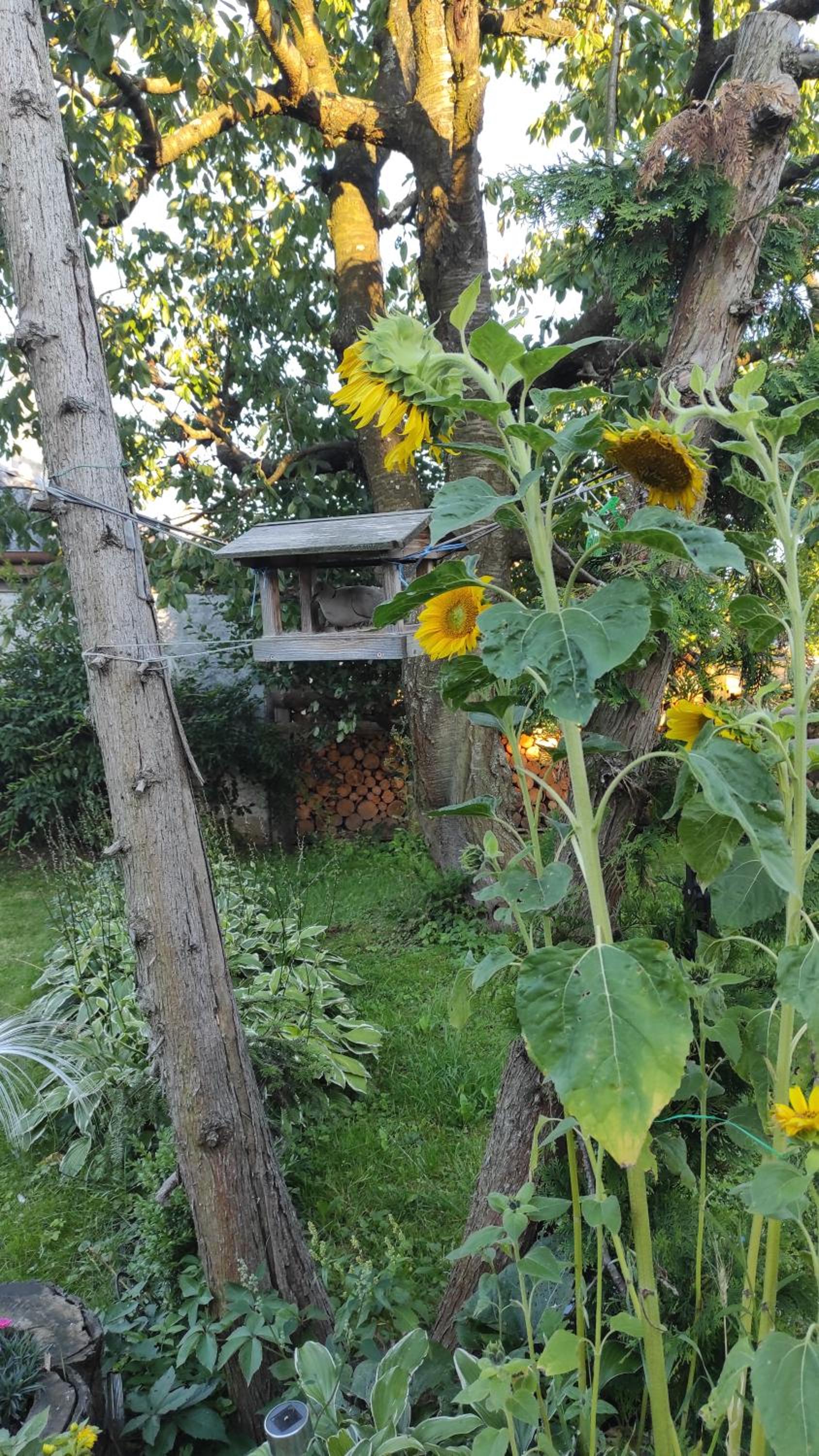 Photo 48