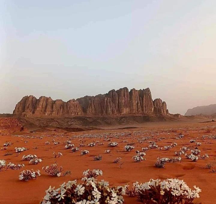 Wadi Rum Calma camp