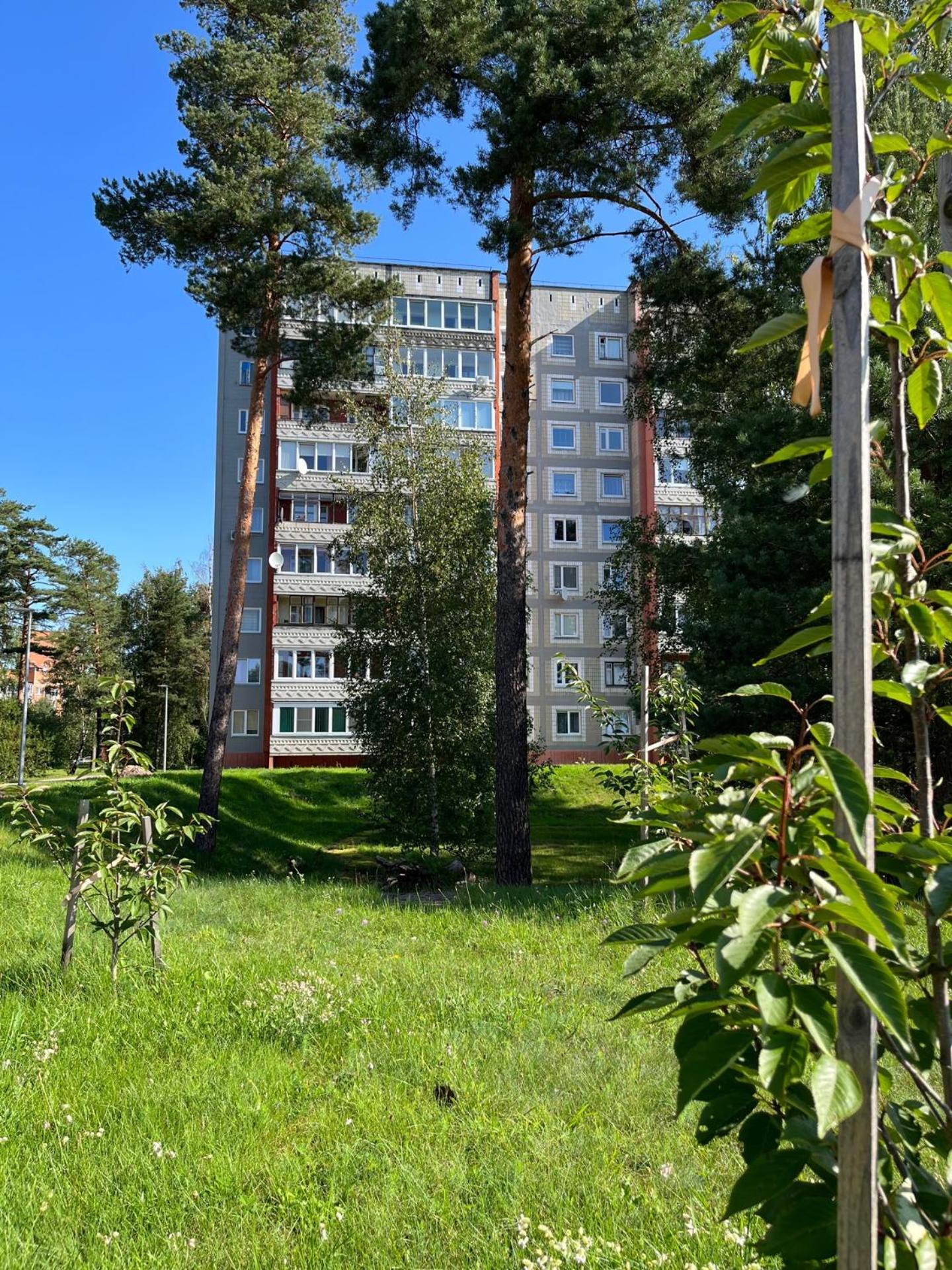 Pine Apartment