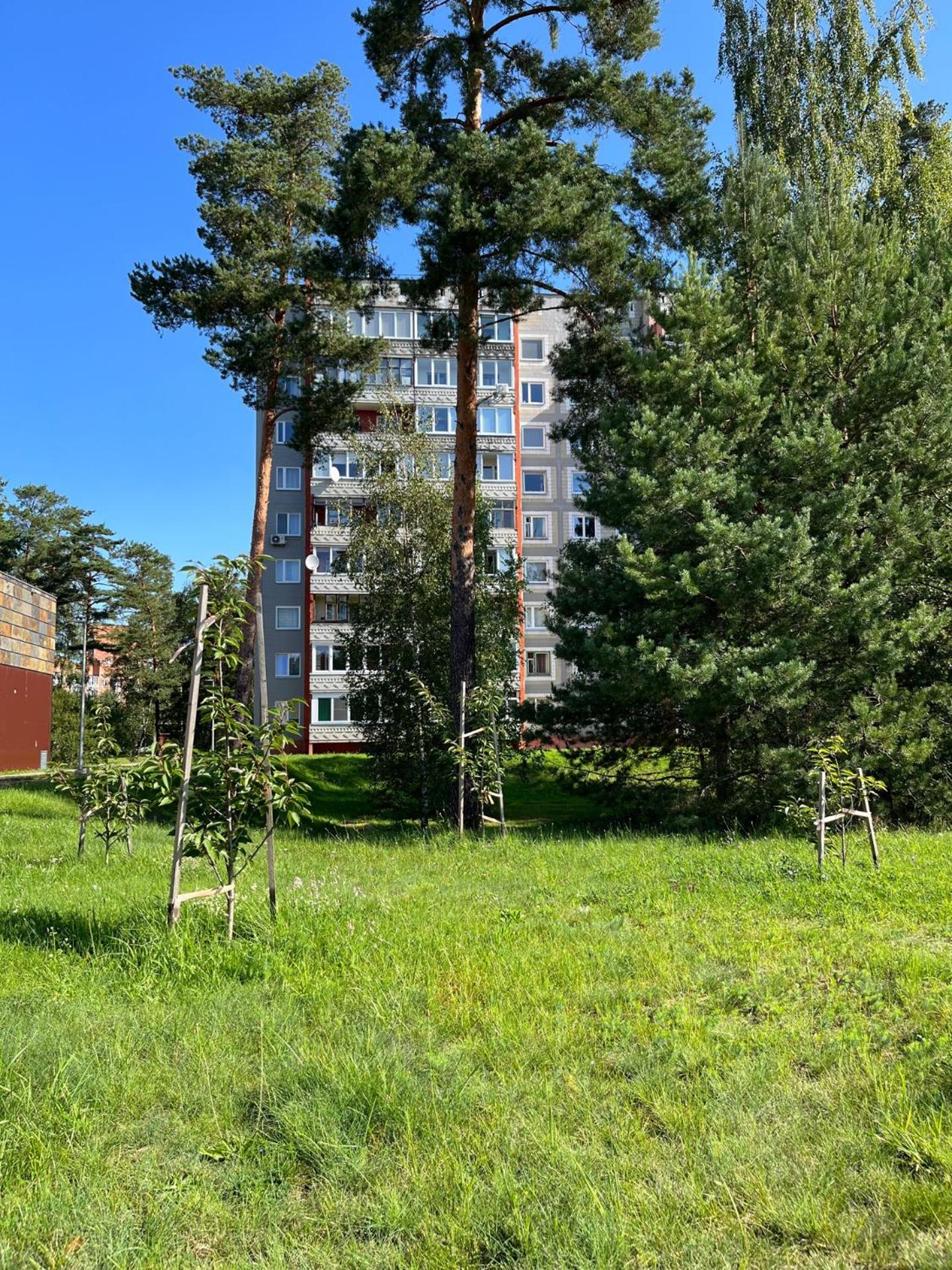Pine Apartment