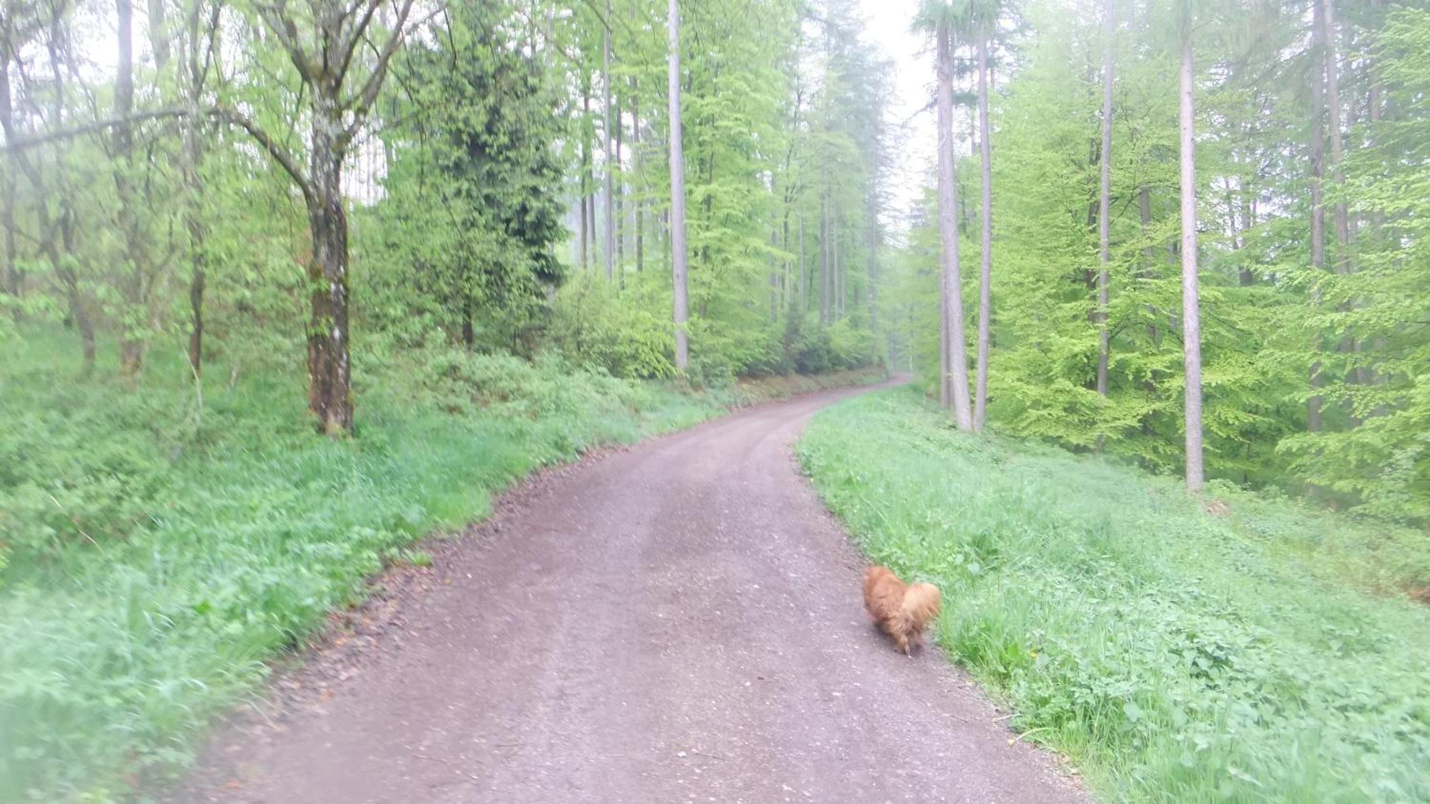Ferienwohnung Hochwald