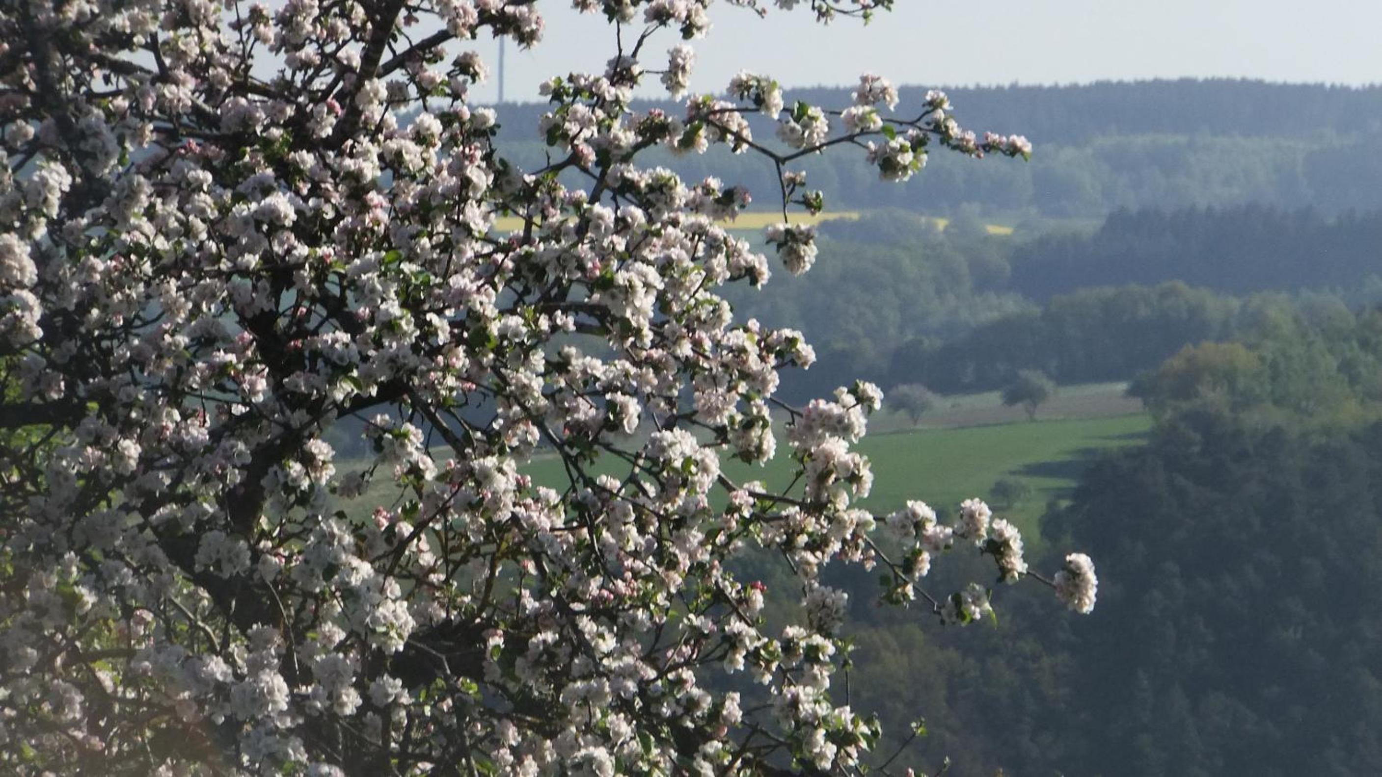 Ferienwohnung Hochwald