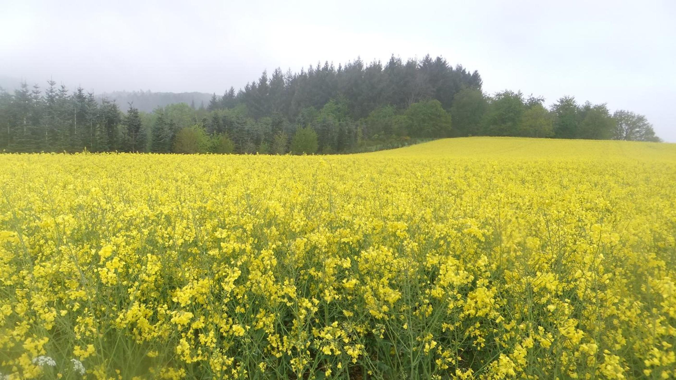 Ferienwohnung Hochwald
