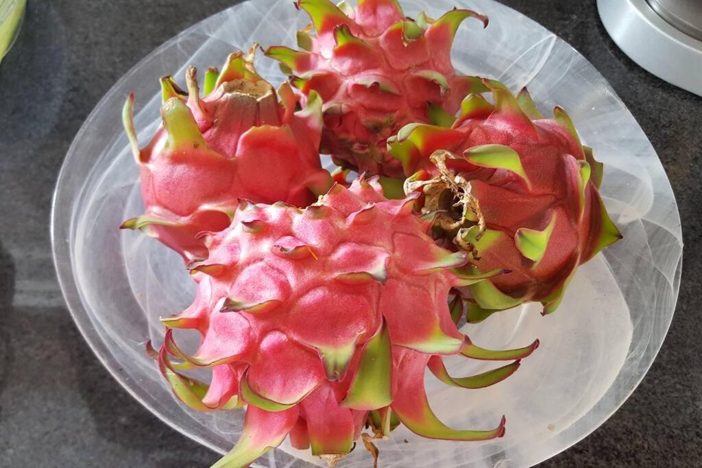 le Pitaya, photo 13