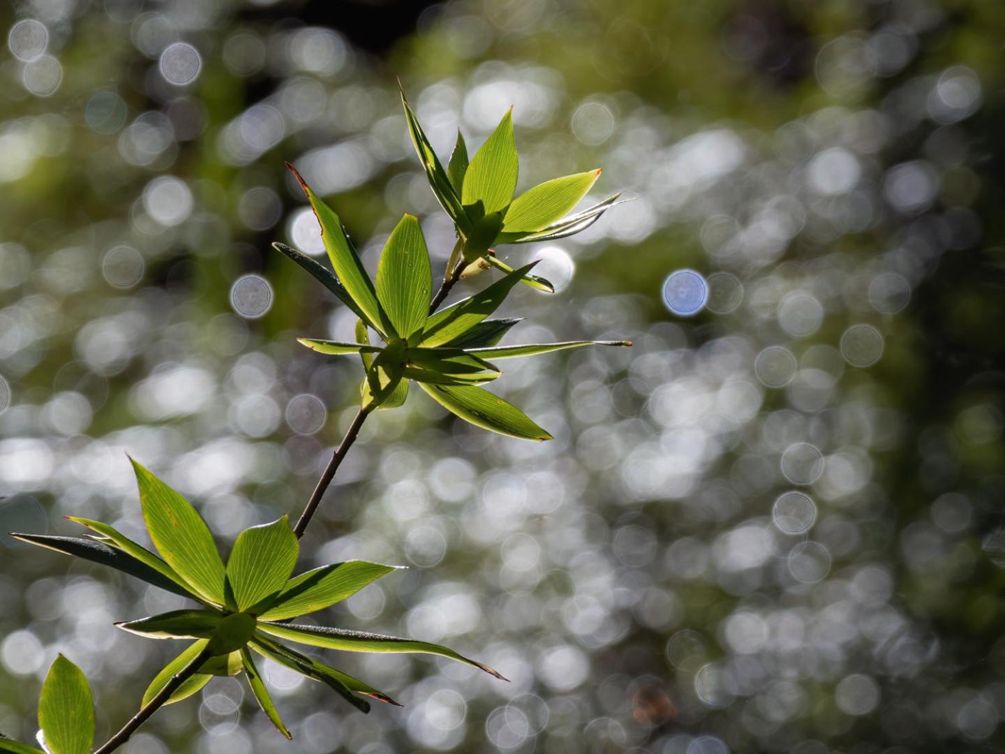 The Floating Forest