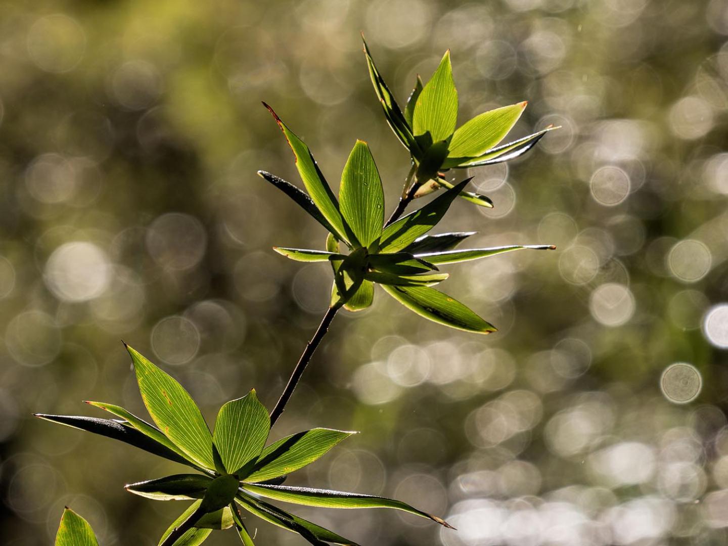 The Floating Forest