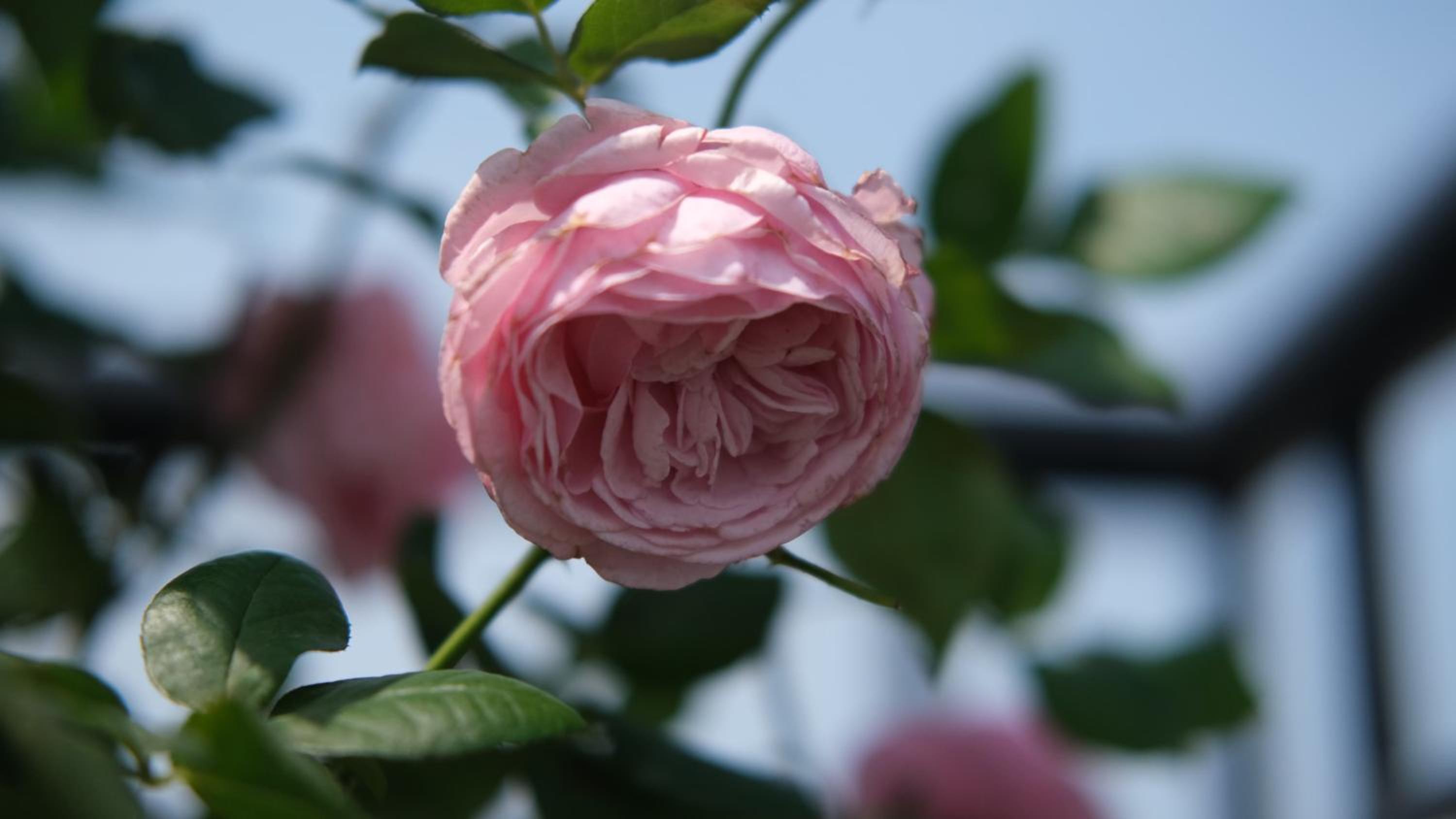 The Bloom Classic - An Excellent Blend of Cozy Living and Urban Relaxation
