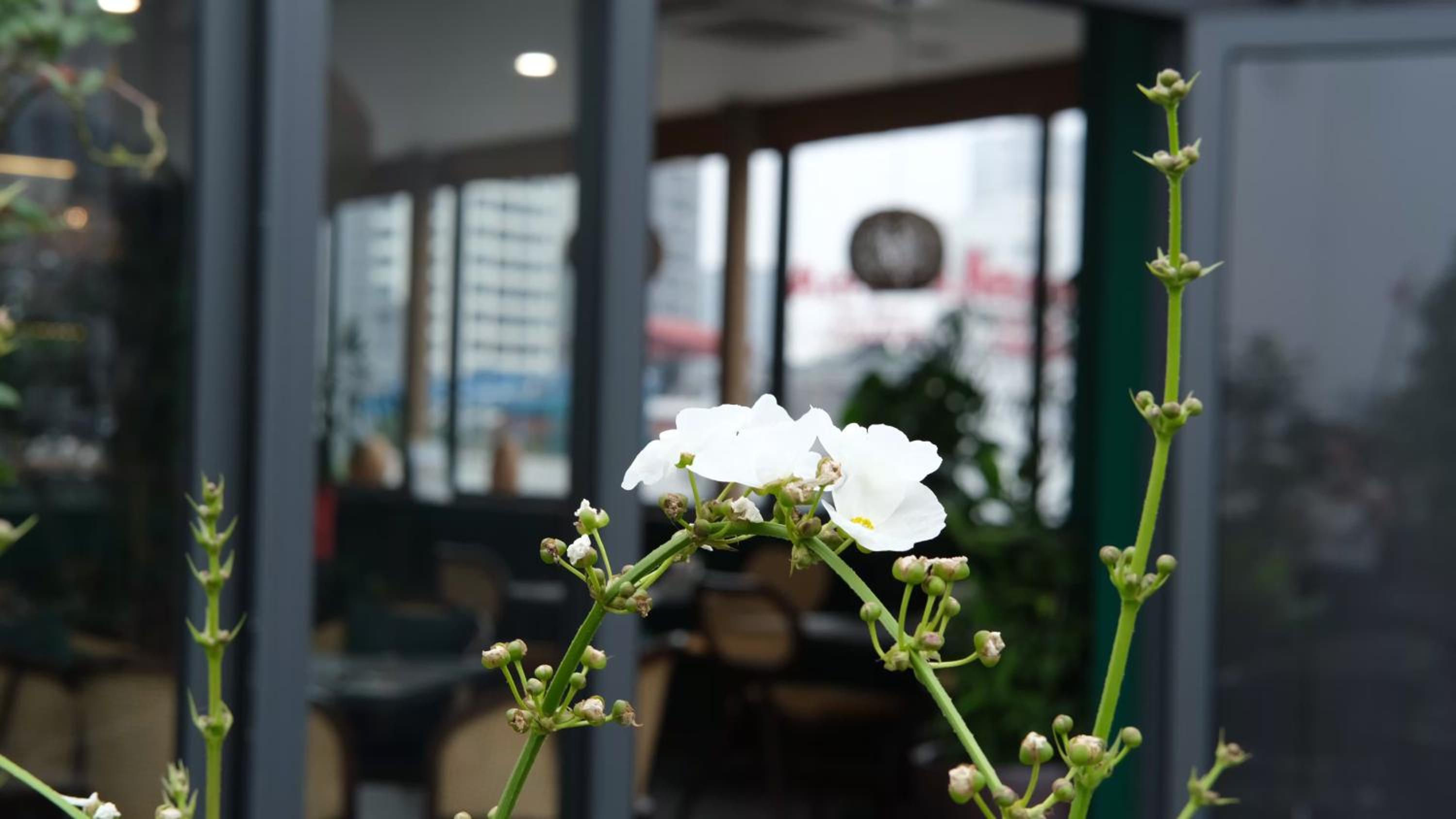 The Bloom Classic - An Excellent Blend of Cozy Living and Urban Relaxation