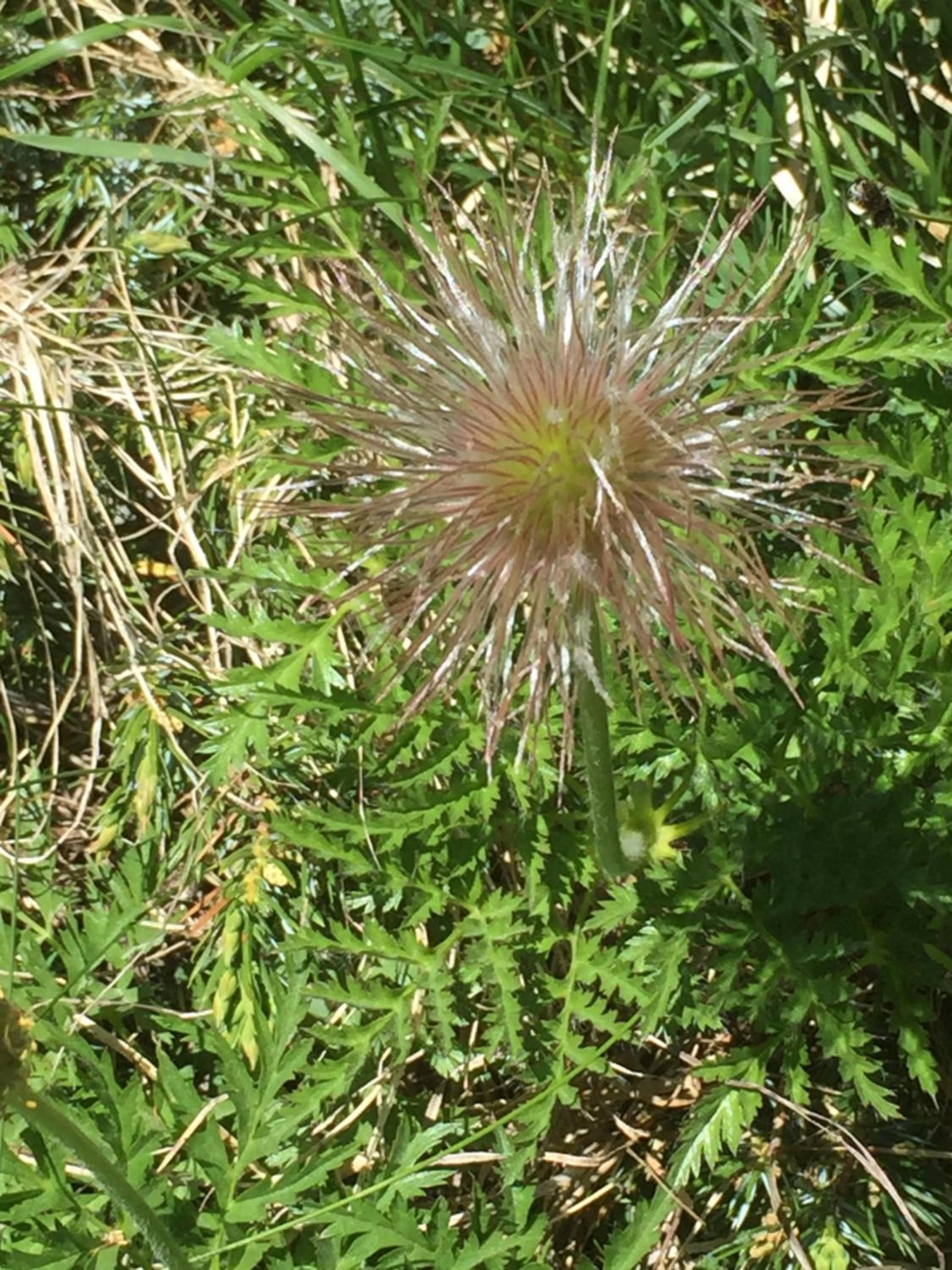 Distel