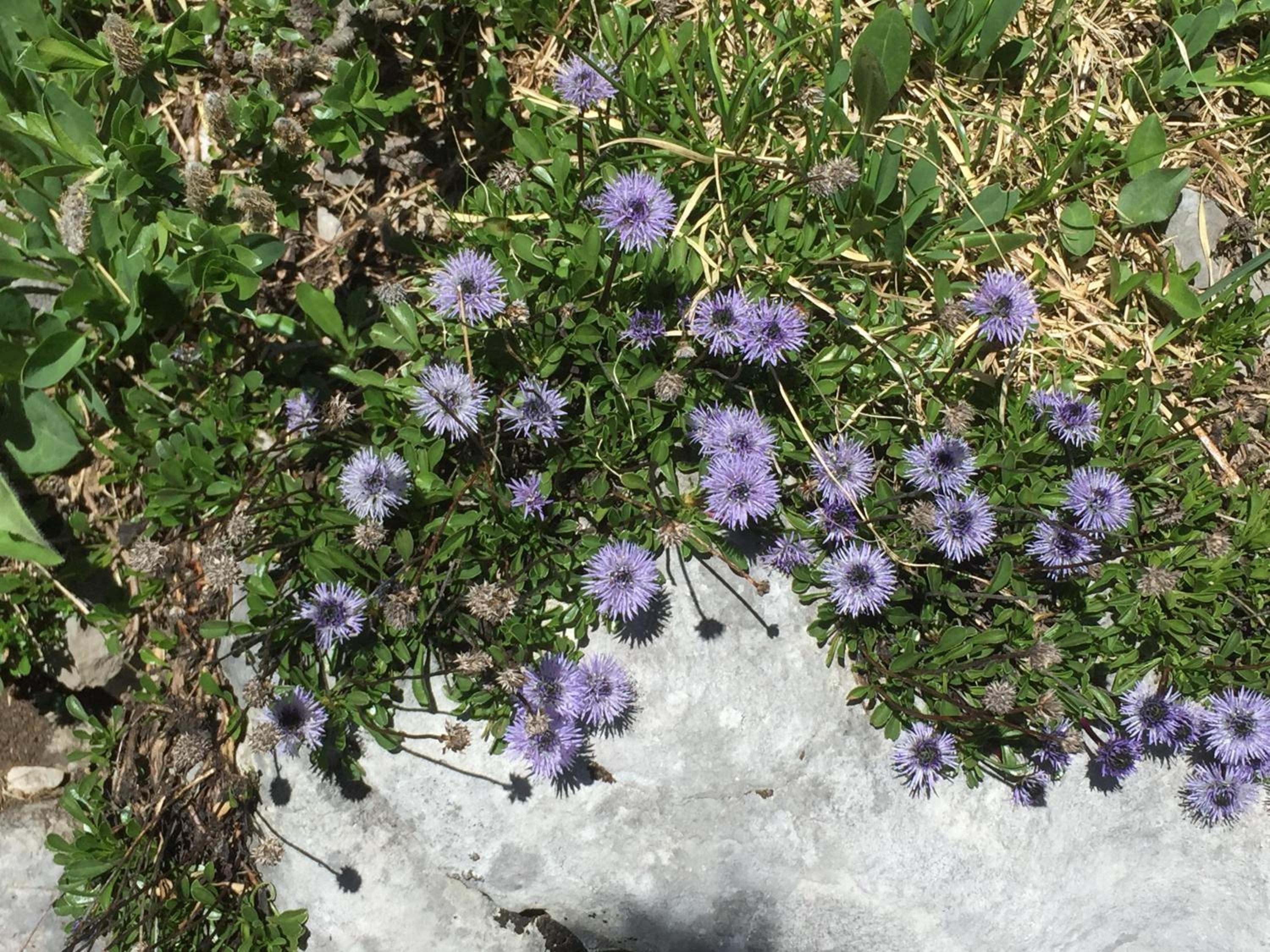 Distel
