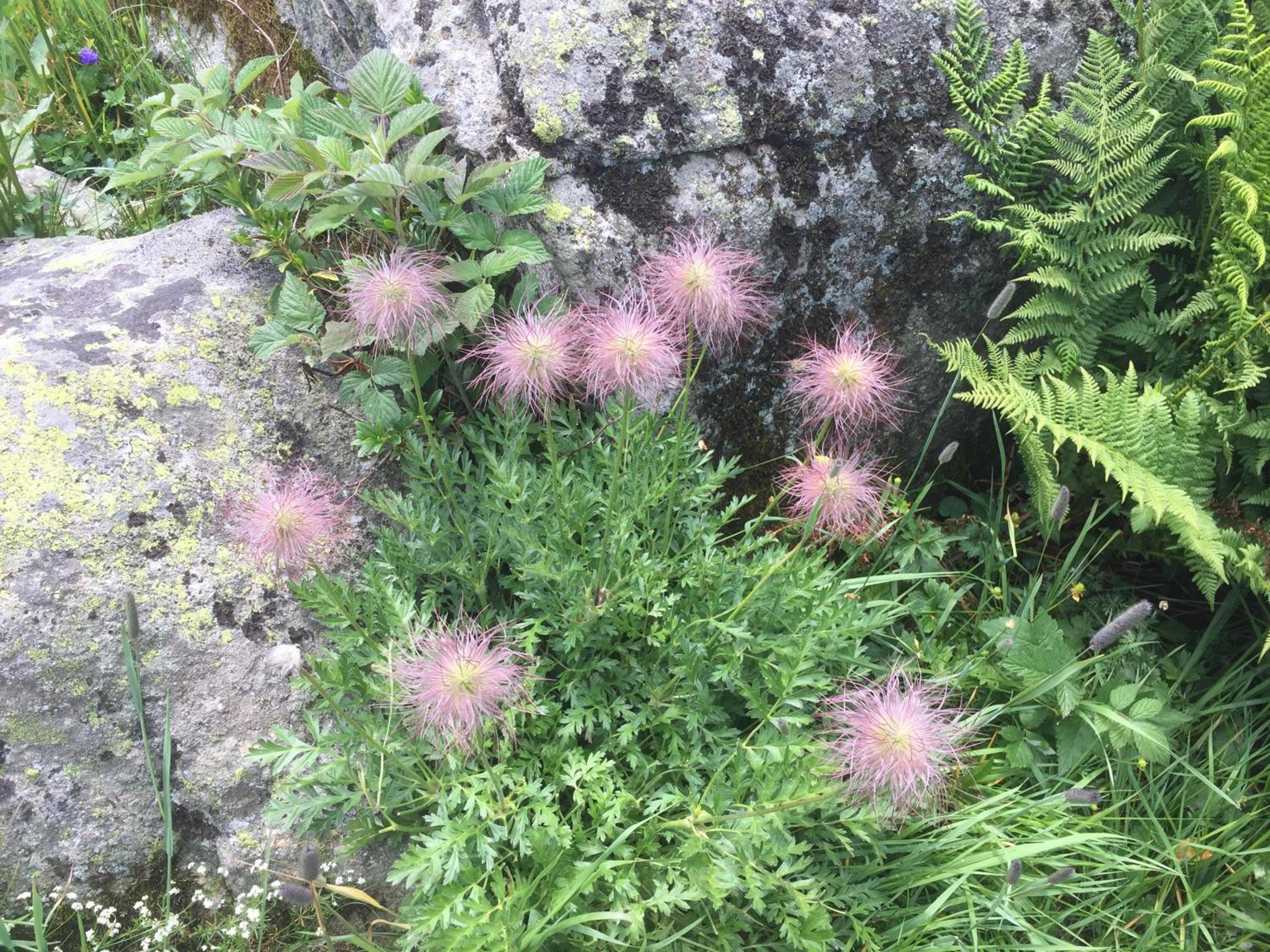 Distel