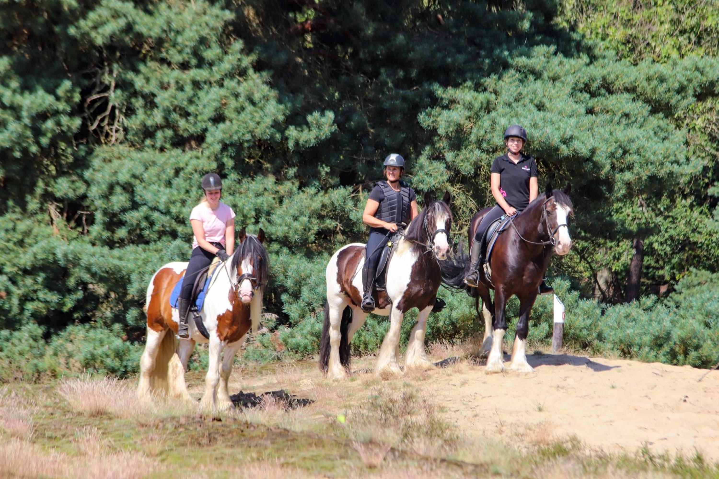 Magnolia Hoeve - Unieke Bestemming voor Paardenliefhebbers en Bijzondere Overnachtingen in de natuur view 3