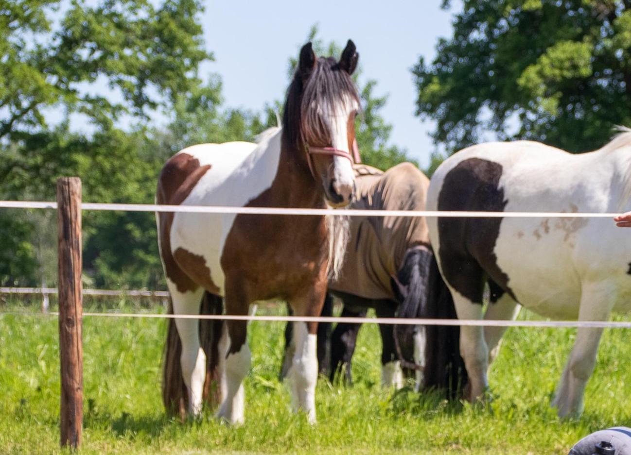 Magnolia Hoeve - Unieke Bestemming voor Paardenliefhebbers en Bijzondere Overnachtingen in de natuur view 5