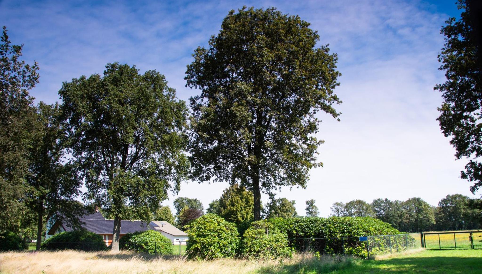 Bed and Breakfast Lindershoeve Bergeijk