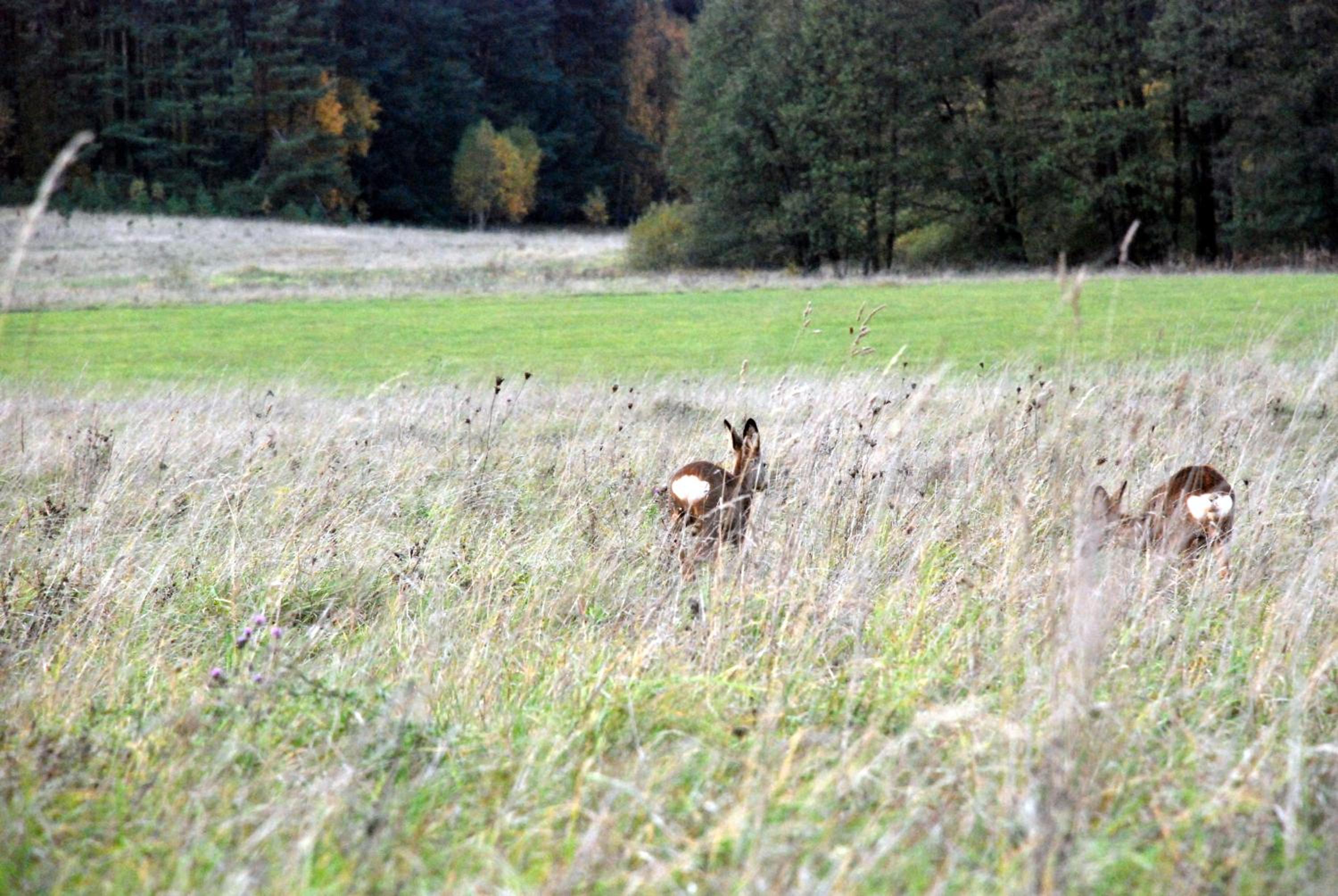 Photo 35