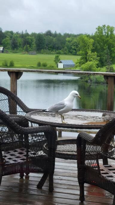 Waterfront, dream stay at Belle Vue Cottage