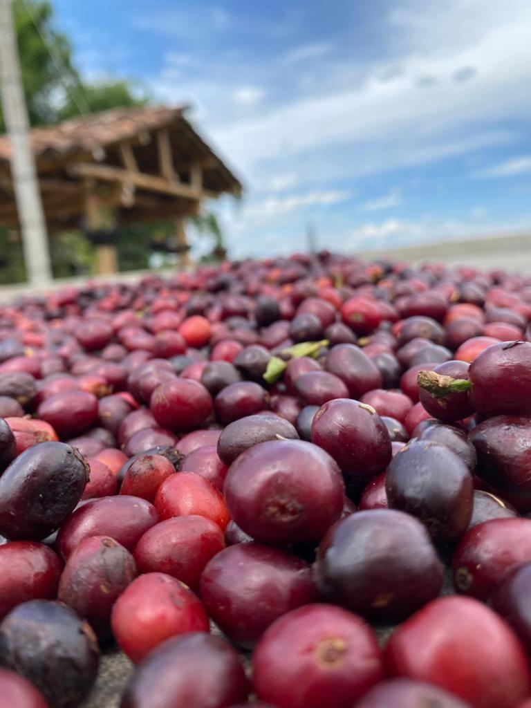 Finca Cafetera Madrigal - Café Sortiz