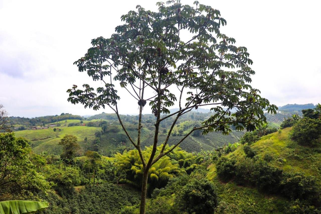 Finca Cafetera Madrigal - Café Sortiz