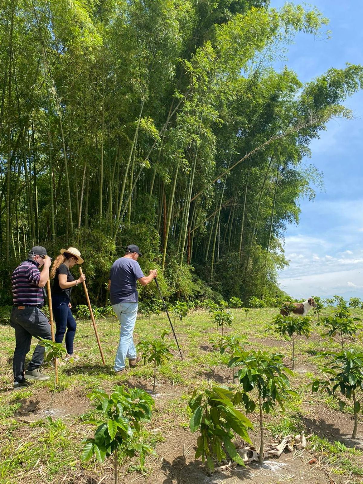 Finca Cafetera Madrigal - Café Sortiz