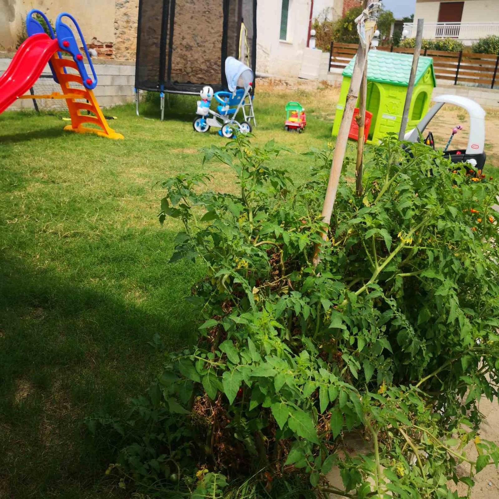 Olive Tree's House view 4
