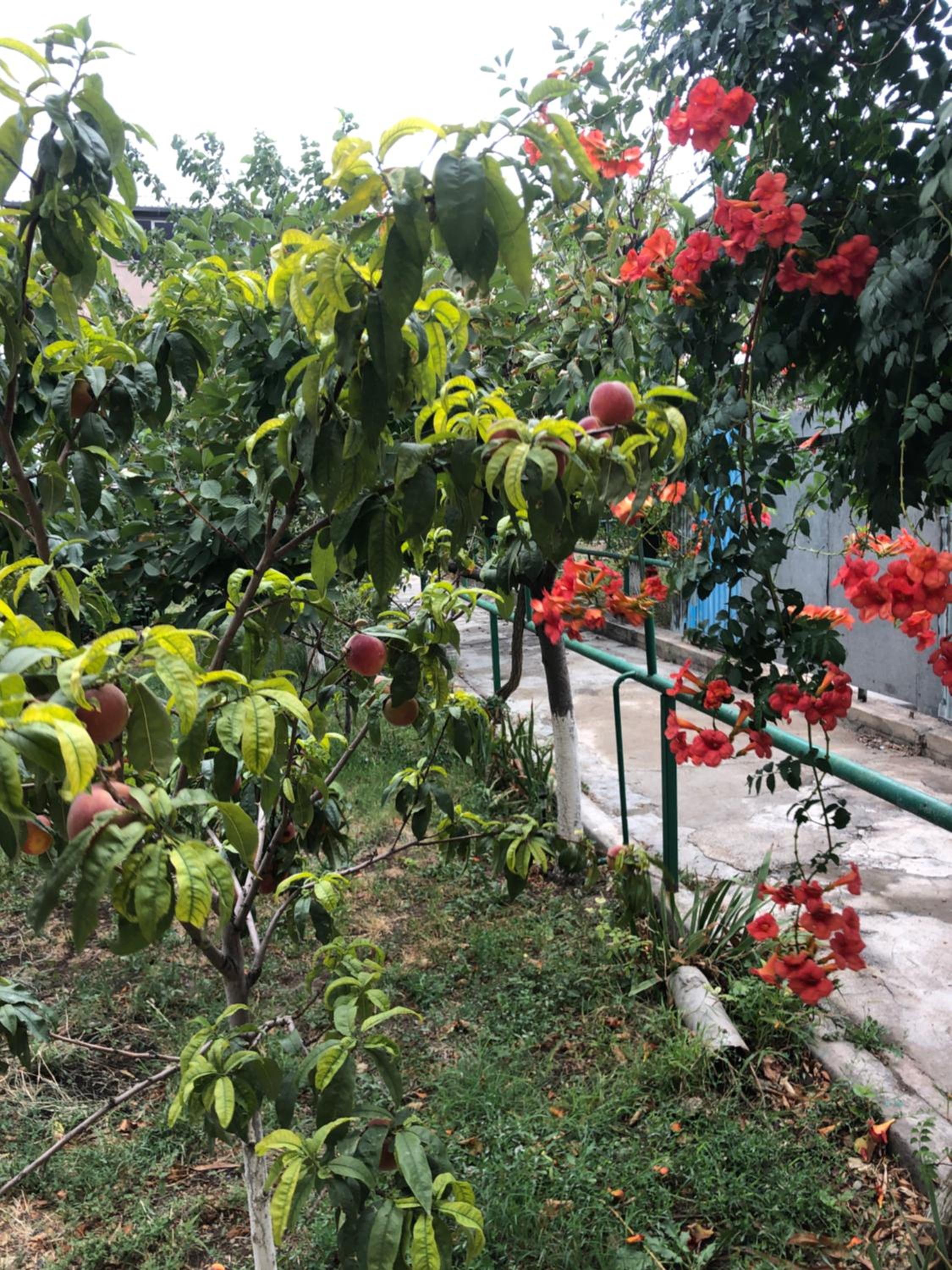 Red House