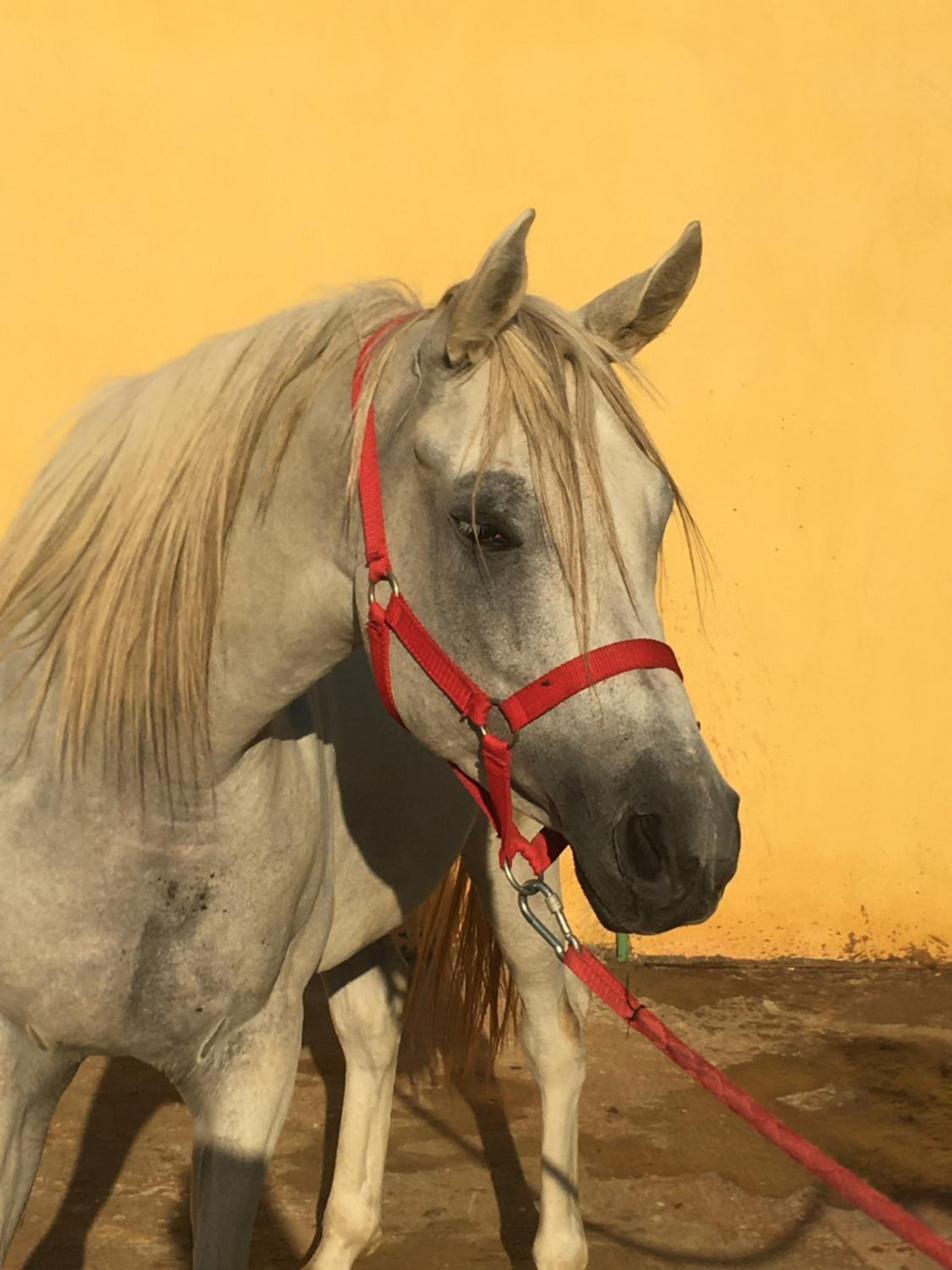 Helios Arabians