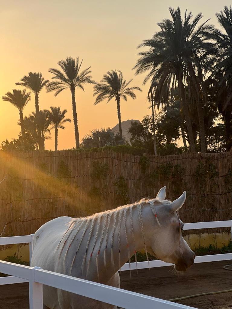 Helios Arabians