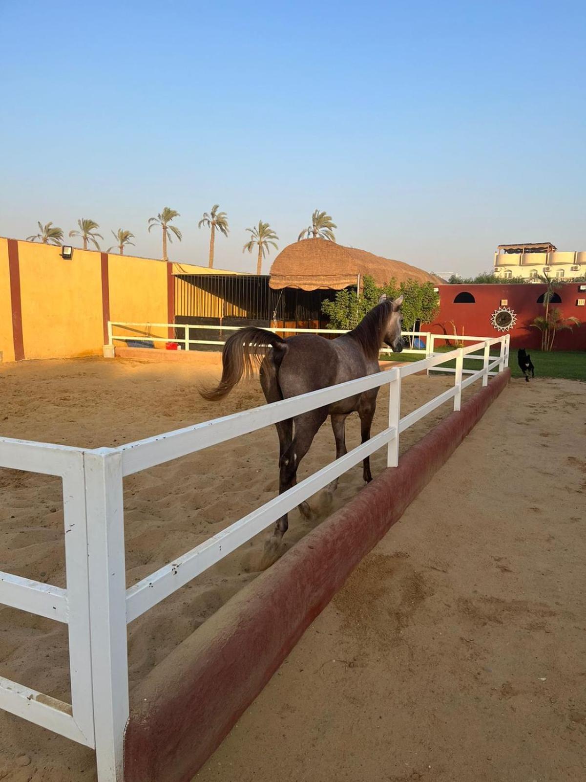 Helios Arabians