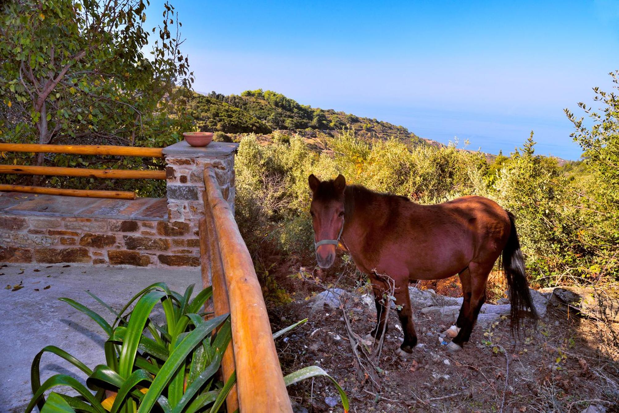 Endless green 1 Arethousa Ikaria