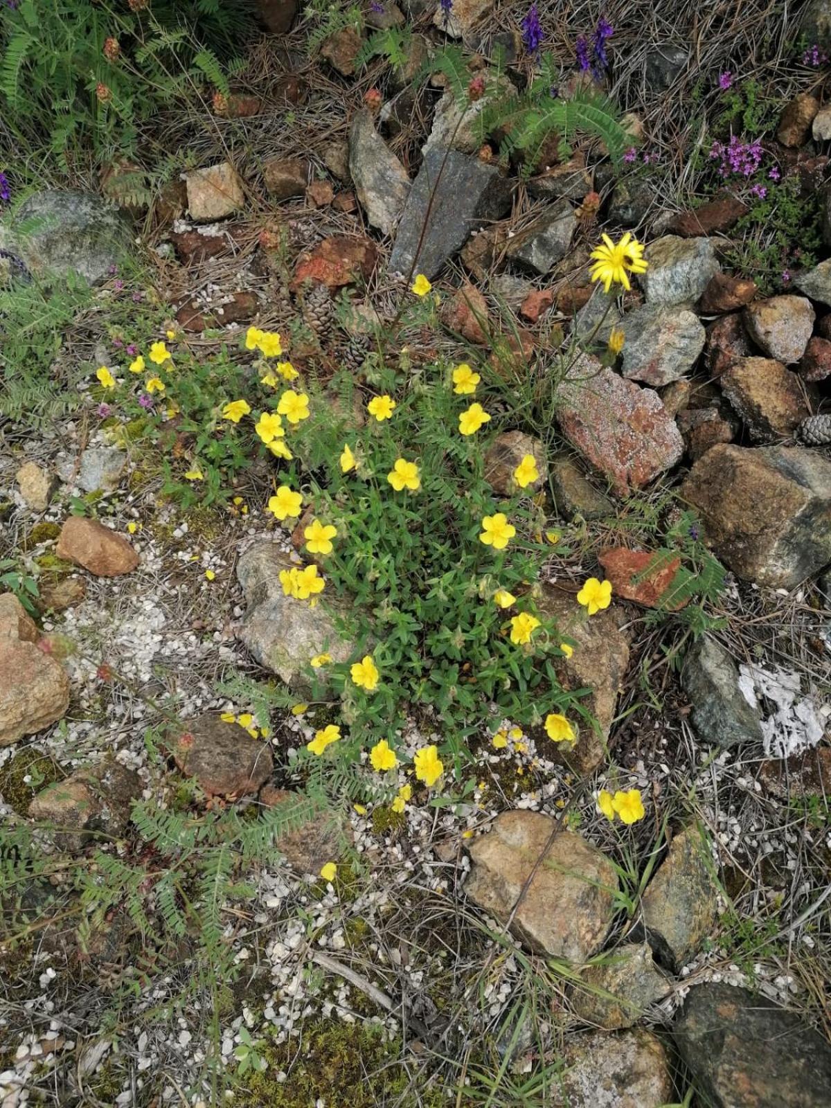 Photo 44
