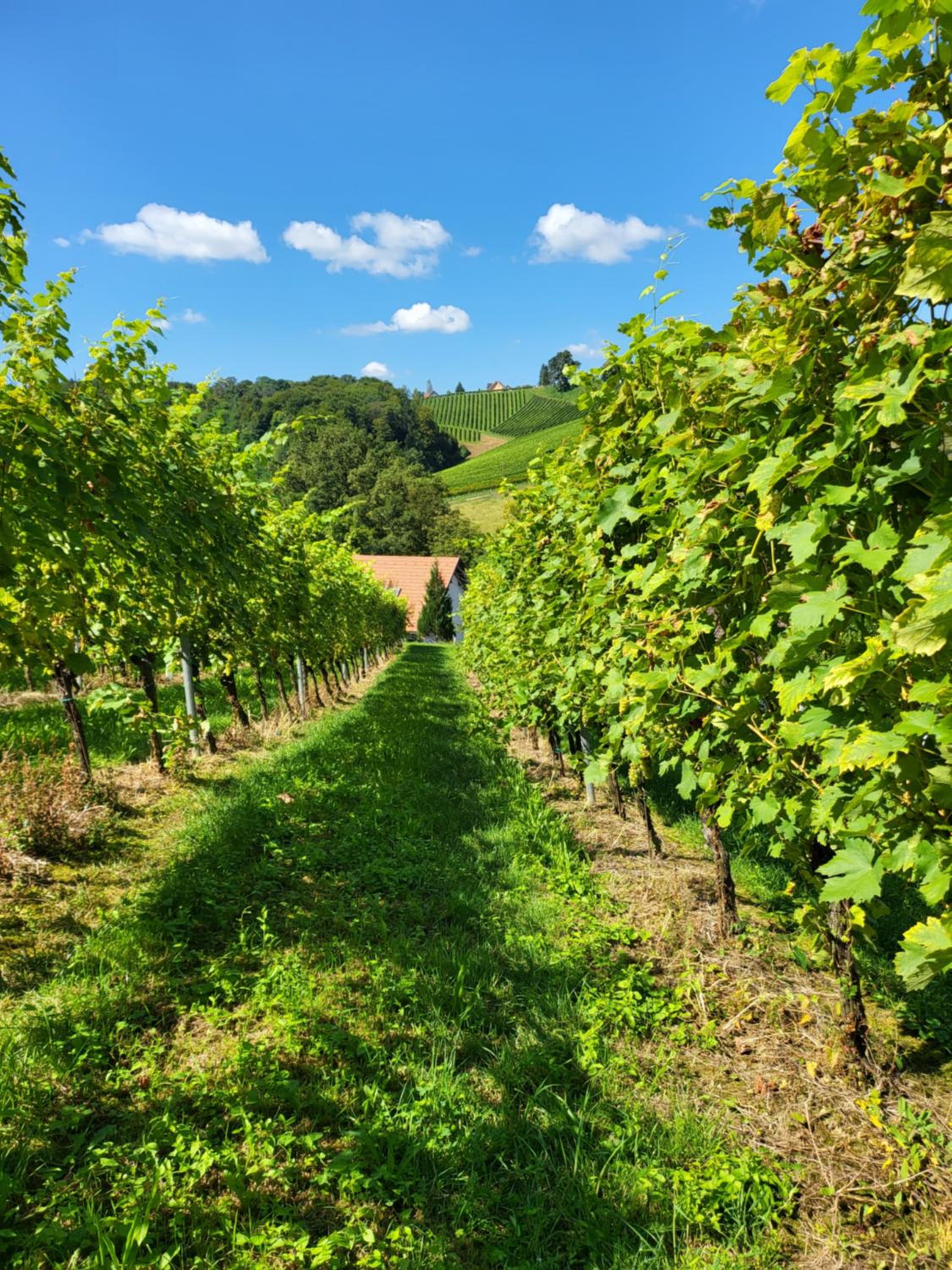 Ferienhaus Zangl am Seggauberg - Südsteiermark