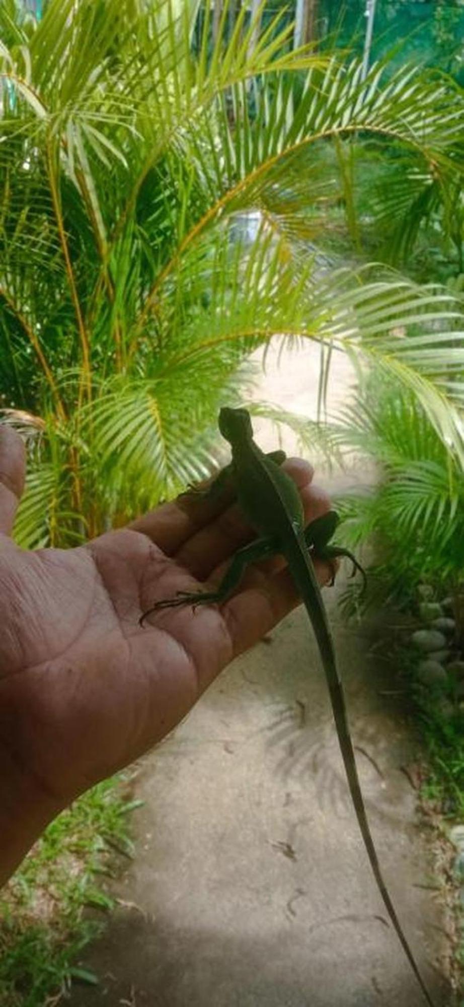 El Tucan Feliz - Boho Jungle Tiny Guest House & Mini Pool Oasis