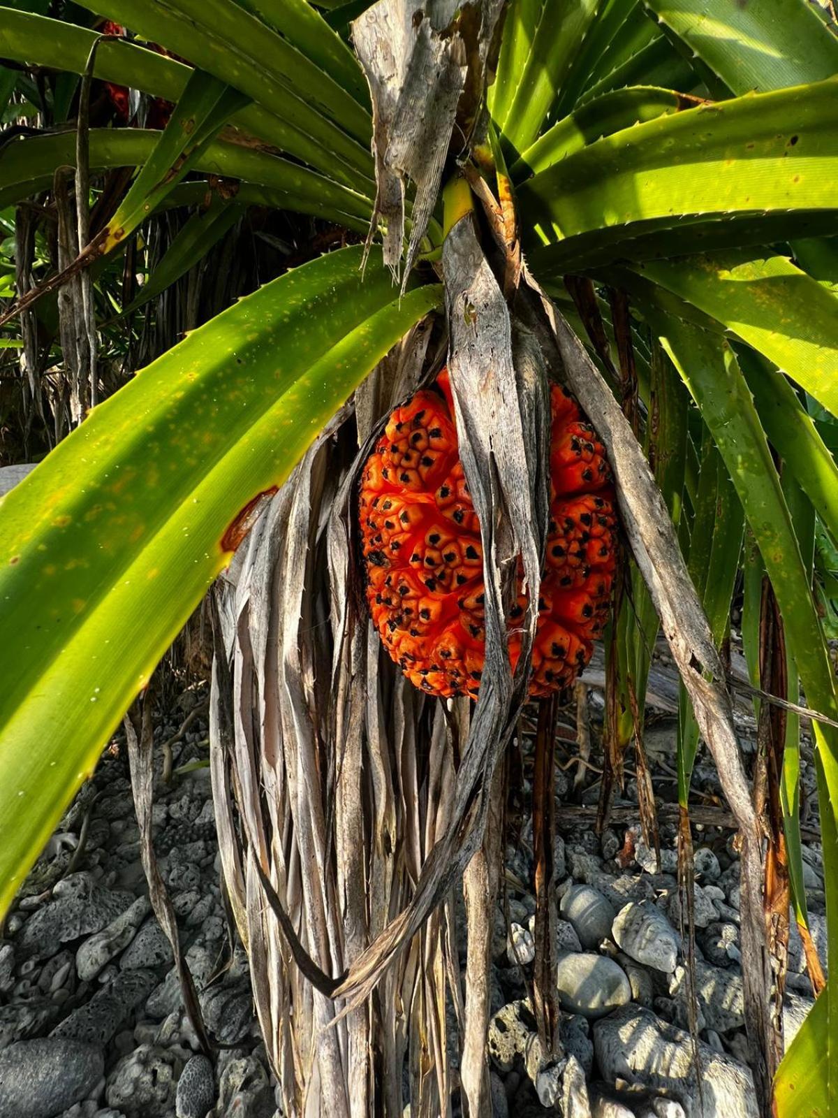 The Barefoot Eco Hotel