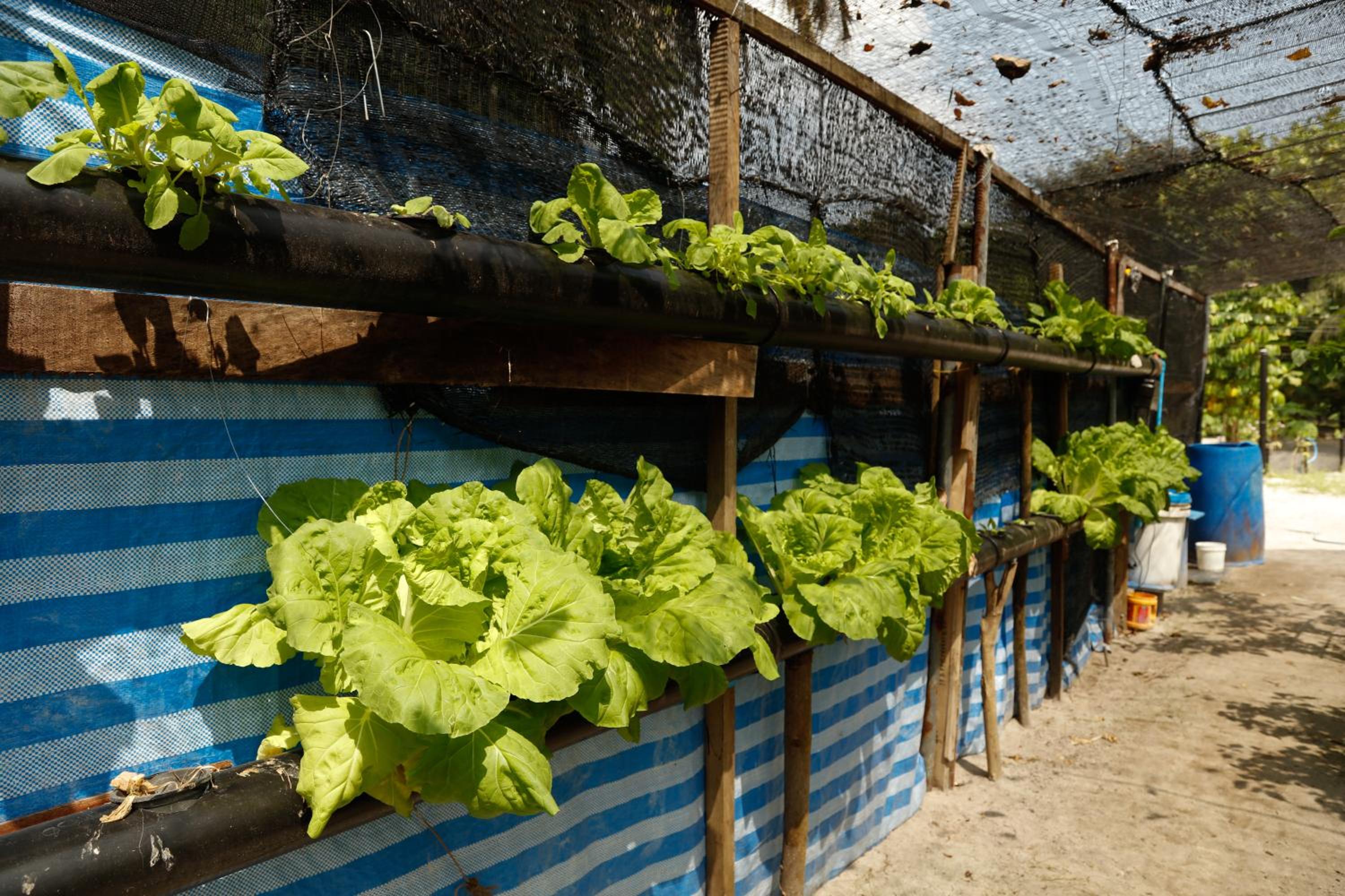 The Barefoot Eco Hotel