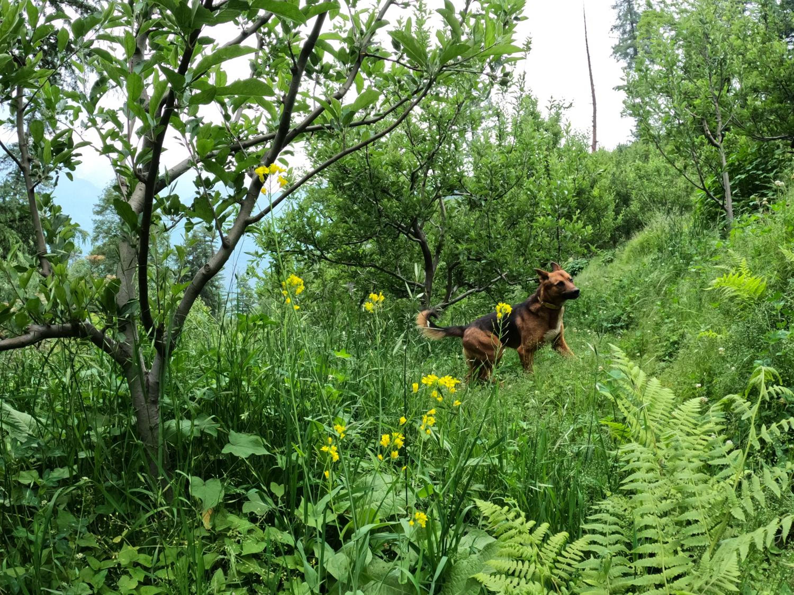 Mountain Goats Homestay