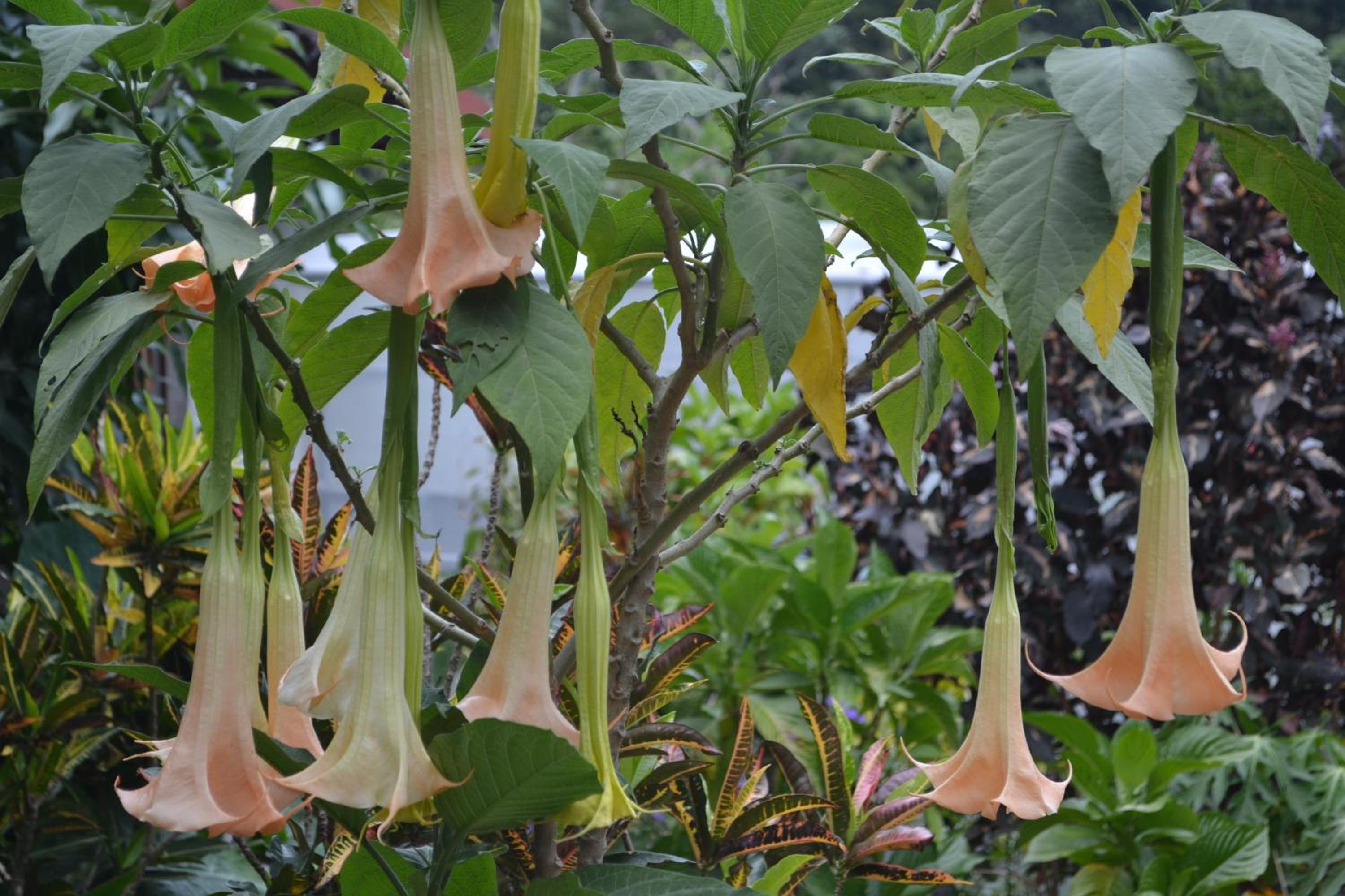 Eden Atenas Costa Rica