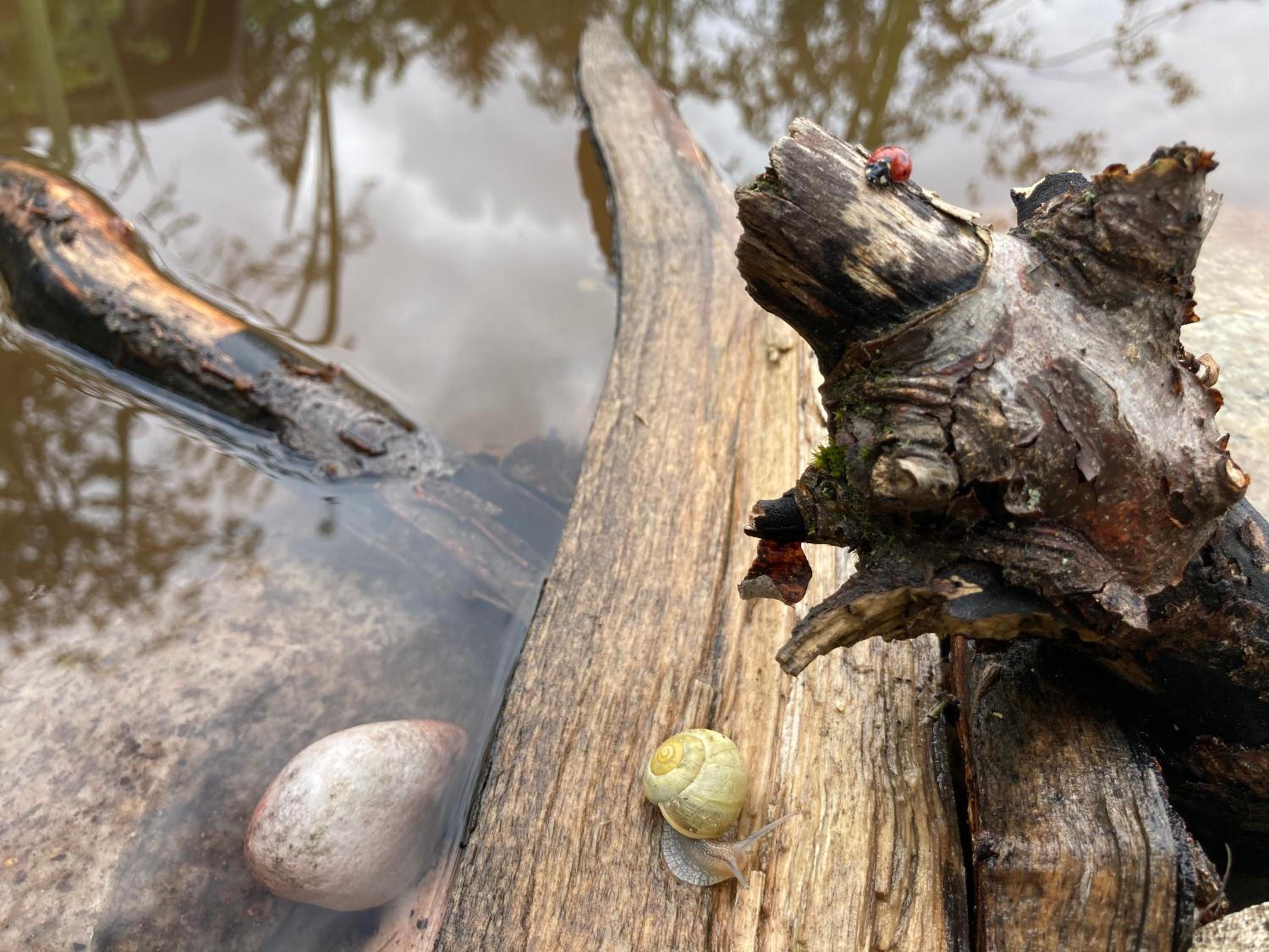 Le Lézard et la Grenouille BnB