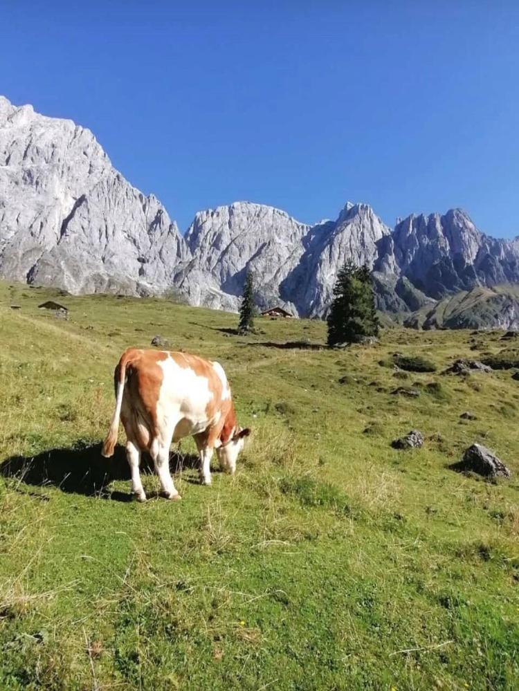 Bio Schartenalm
