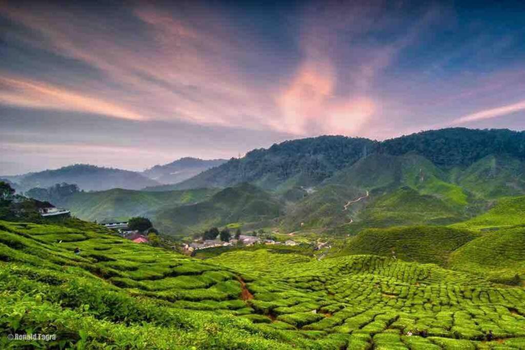 Cameron Highlands, The Breeze @ Barrington Square photo 8