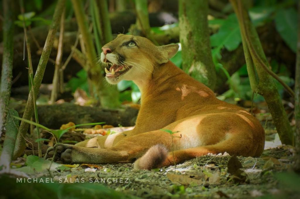 Cabina Corcovado Gittana Tours