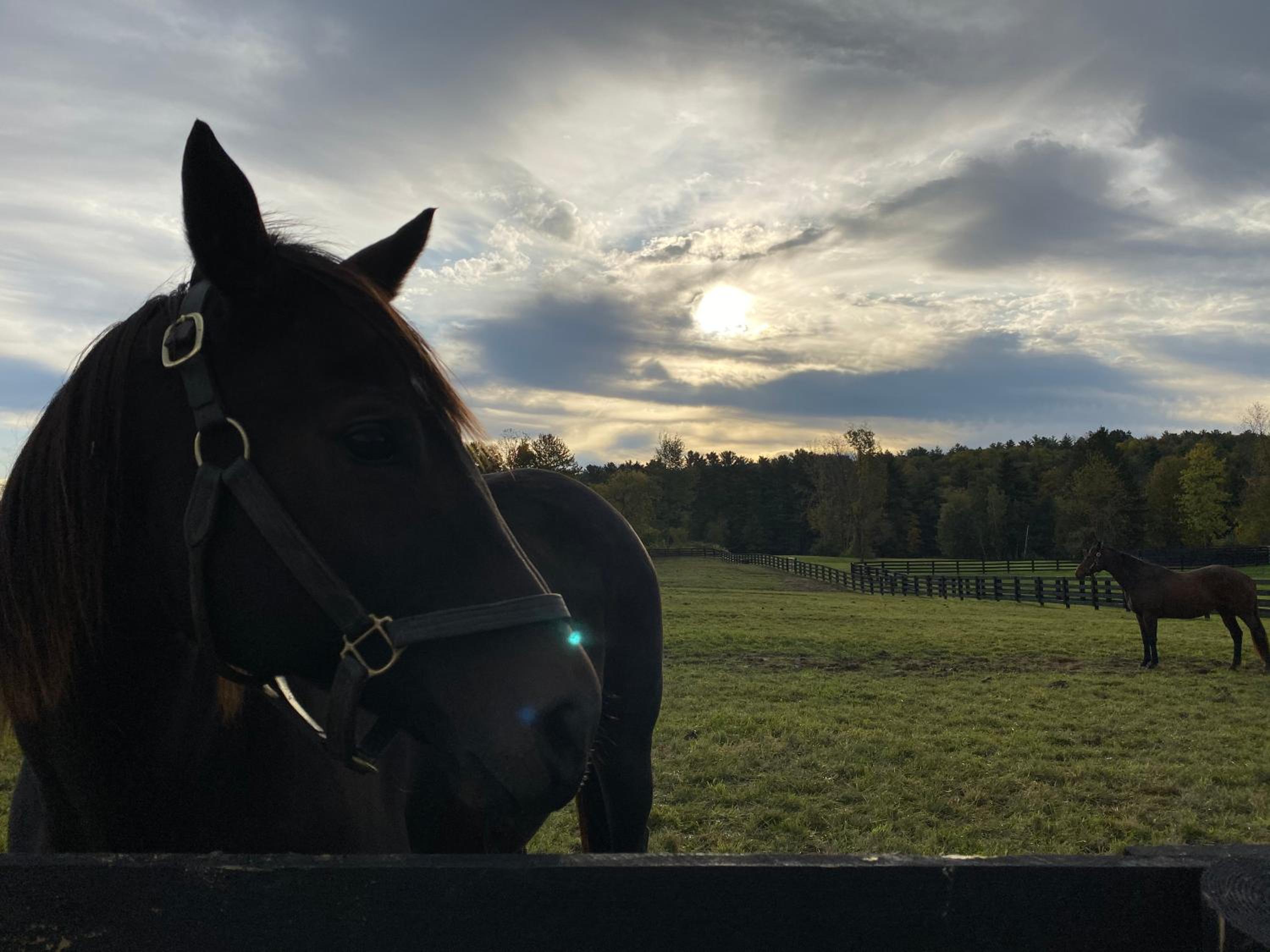 NEW 3 bedroom - Thoroughbred Farm & Lake Views! view 2