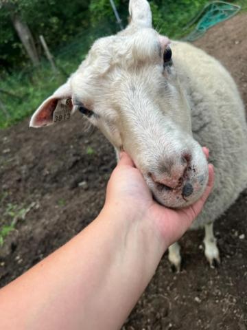 Elämyksellinen majoitus farmilla